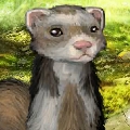 Furry Ferret