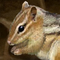Cute Chipmunk