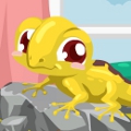 Gecko Care