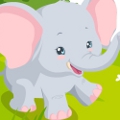 Elephant Care