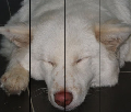 PetPuzzle